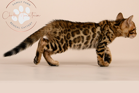 Bengal Kittens For Sale near me
